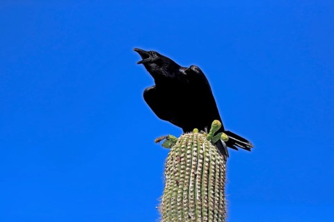 Chihuahuan raven (Corvus cryptoleucus), adult, calling, on saguaro cactus, Sonoran Desert, Arizona,