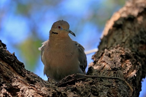 White-winged dove (Zenaida asiatica), adult, sitting on tree, Sonoran Desert, Arizona, North