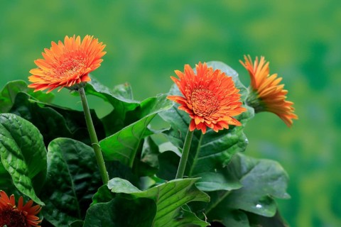 Gerbera (Gerbera), blooming, flowers, orange, Ellerstadt, Germany, Europe