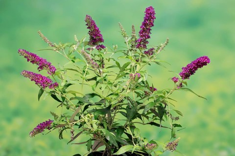 Butterfly-bush (Buddleja davidii), summer lilac, common summer lilac, butterfly bush, lilac spear,