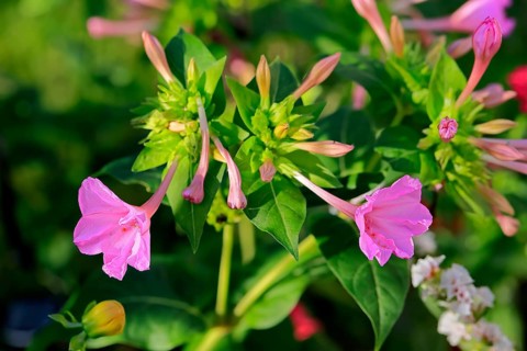 Four o'clock flower (Mirabilis jalapa), flowering, blossom, Elllerstadt, Germany, Europe