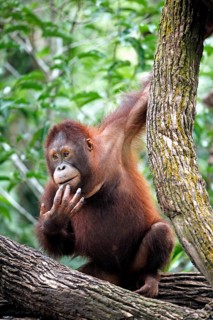 Bornean orangutan (Pongo pygmaeus), juvenile, on tree, Borneo, Malaysia, Asia