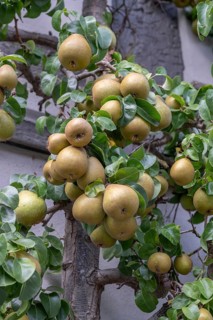 Ripe fruit on a trellis pear (Pyrus) on a residential building, Iphofen, Lower Franconia, Bavaria,