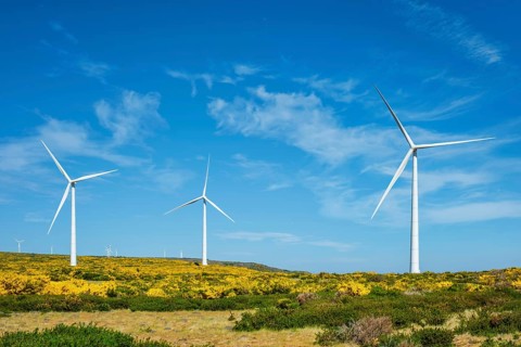 Green renewable alternative energy in Portugal, wind generator turbines among Cytisus flower shrubs