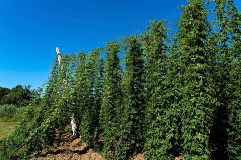 Hop growing area of the Bitburger brewery, Siegelhopfen, for the Bitburg Pils beer, near Irrel,