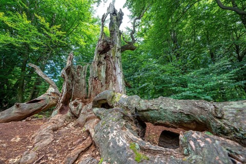 The Sababurg primeval forest, or primeval forest in the Reinhardswald, is a 95-hectare biotope