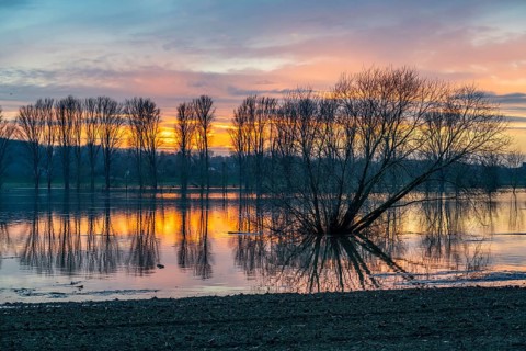 Bislicher Insel nature reserve, floodplain landscape on the Rhine, near Xanten, floods, flooded