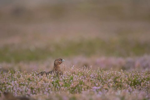 Red grouse (Lagopus lagopus scotica) adult female bird amongst flowering heather on a moorland in