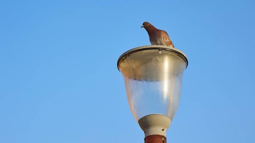 Dove sitting on a street lamp against a clear blue sky, harbour area, Rhodes Town, Rhodes,