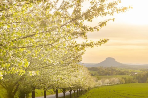 Spring in Saxon Switzerland, Altendorf, Saxony, Germany, Europe