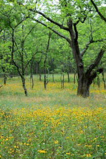 Yankee Springs Twp., Michigan, Black-Eyed Susans (Rudbeckia hirta) in a forest clearing