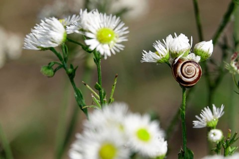Small snail in a garden, July, Germany, Europe