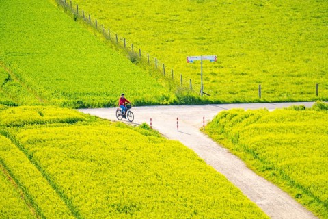 Cereal fields in spring, still green and fresh in growth, field path, cyclist, North