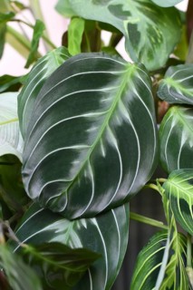 Close up of leaf of exotic 'Maranta Leuconeura Cat Moustache' houseplant