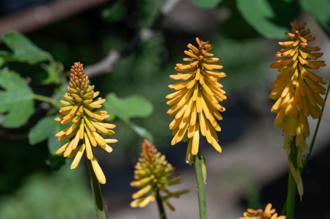Flowers of the torch lily (kniphofia uvaria), Bavaria, Germany, Europe