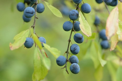 Branch with blue berries, Blackthorn (Prunus spinosa), Bavaria