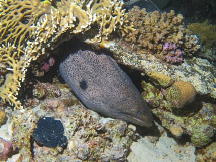 Giant Moray moray (Gymnothorax javanicus), dive site Bluff Point Reef, Red Sea, Egypt, Africa
