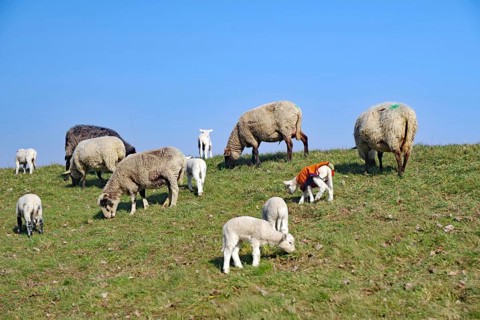 A flock of sheep grazing on a green pasture under a blue sky, Elbe dike, Hitzacker, Damnatz,