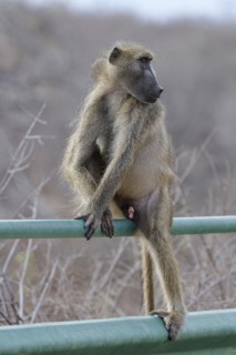 Chacma baboon (Papio ursinus), adult male, sitting on the guardrail of the bridge, overlooking the