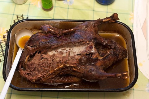 Partly cooked roast duck in a roasting pan on the table, Bavaria, Germany, Europe