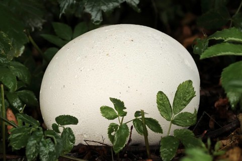 Giant puffball (Langermannia gigantea, Calvatia gigantea), North Rhine-Westphalia, Germany, Europe