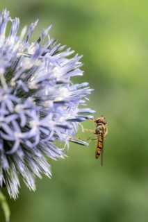 Wood hoverfly (Syrphus balteatus) on globe thistle (Echinops ritro), Emsland, Lower Saxony,