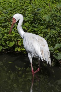 Siberian crane, Siberian white crane, snow crane (Leucogeranus leucogeranus) foraging in shallow