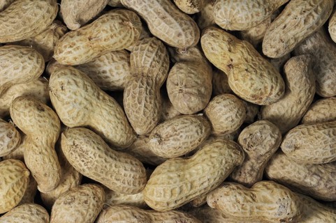Peanuts as bird feed for birds at birdfeeder in winter
