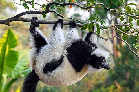 Black-and-white ruffed lemur (Varecia variegata) in tree, Andasibe-Mantadia National Park,