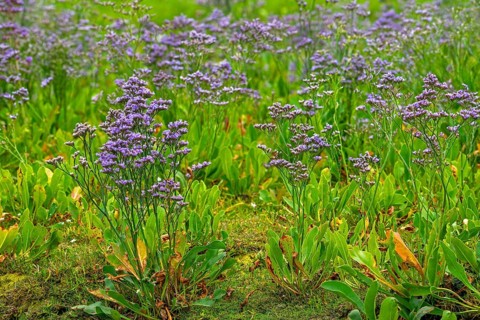 Common sea-lavender (Limonium vulgare) in flower in saltmarsh, salt marsh along the North Sea coast