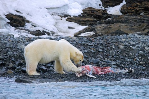 Solitary polar bear (Ursus maritimus) eating from beached dolphin carcass along the Svalbard coast