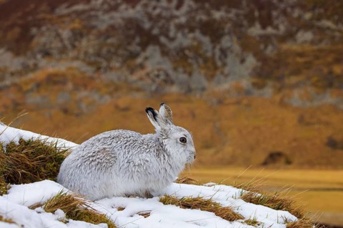 Mountain hare, alpine hare, snow hare (Lepus timidus) in white winter pelage resting in the hills
