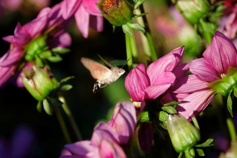 Hummingbird hawk-moth, October, Saxony, Germany, Europe