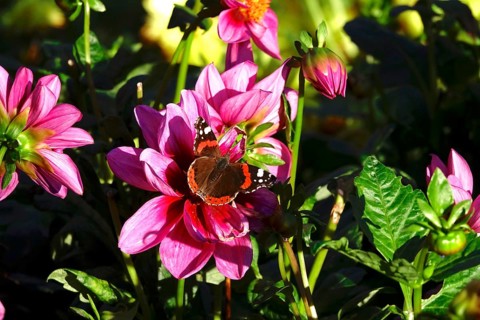 Admiral (Vanessa atalanta) on a dahlia, October, Germany, Europe