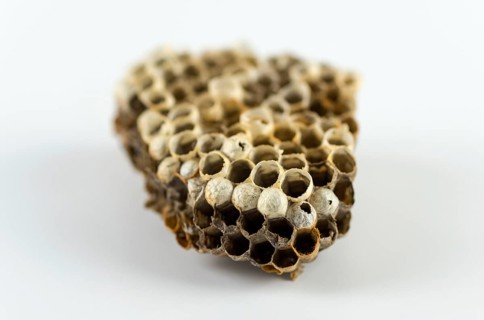 Close-up of an empty wasp nest of cells, against a white background, Lower Saxony, Germany, Europe