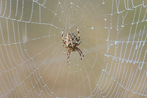 European garden spider (Araneus diadematus) in a web with morning dew, North Rhine-Westphalia,