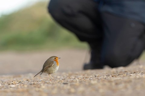 European robin (Erithacus rubecula) adult bird on a footbath close to a person, Norfolk, England,