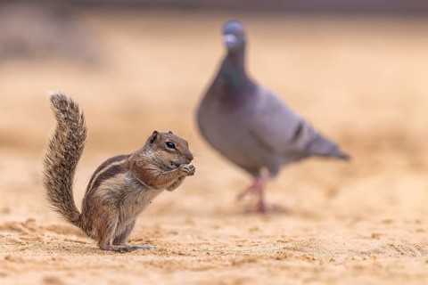 Atlas squirrel, North African bristle squirrel or Barbary squirrel (Atlantoxerus getulus) foraging,
