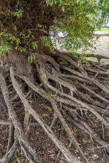 Rhine bank near Duisburg-Baerl, old silver willow, exposed roots, North Rhine-Westphalia, Germany,