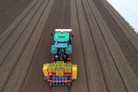 Lettuce plants are planted with a planting machine, Agriculture, Spring