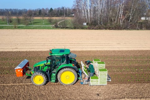 Agriculture, herb gardening, parsley is planted in rows in a field with a planting machine