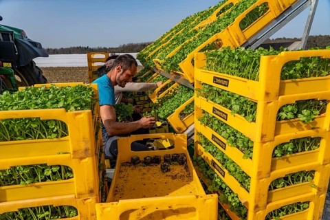 Vegetable cultivation, celery plants are planted in the field with a planting machine,