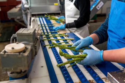 Asparagus farm, green asparagus is washed, cut and sorted by quality after harvesting, near