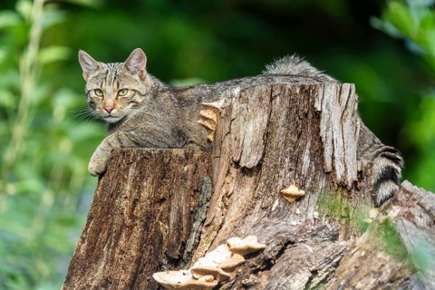 A cat lying relaxed on a tree stump in the forest, wild cat (Felis silvestris), kittens, Germany,