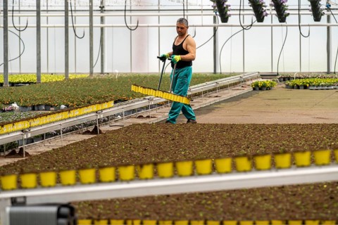 Horticultural business, greenhouse, freshly potted young plants are placed on beds to grow there,