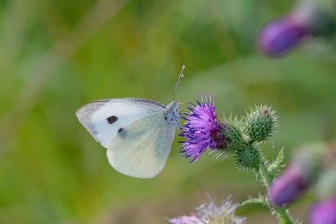 Butterfly, white butterfly (Pieridae), butterfly sitting on a flower of thistle (Cirsium vulgare),