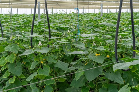 Cultivation of mini cucumbers, snack cucumbers, in a greenhouse, near Straelen, North