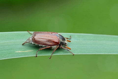 Wood cockchafer (Melolontha hippocastani), male, walking on a leaf of a broad-leaved bulrush (Typha