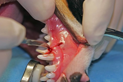 Extraction of a denscaninus, removal of a milk canine Jack Russell Terrier, opening of the gums,