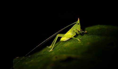 Green locust with horn, night, Costa Rica, Central America